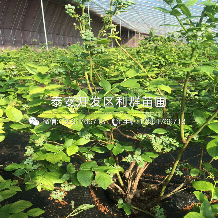 4公分無花果苗、山東4公分無花果苗
