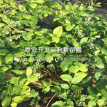 青皮无花果苗基地图片2