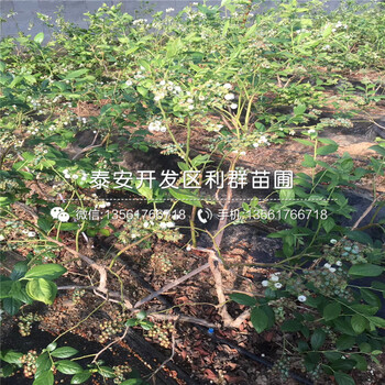 山東大棚香椿樹(shù)苗品種、山東大棚香椿樹(shù)苗價(jià)格多少