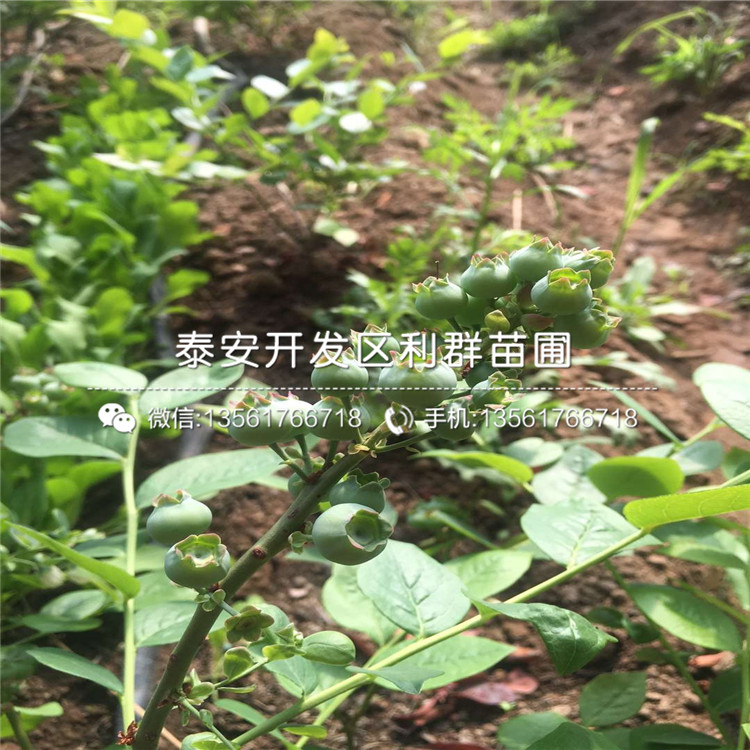 无花果树树苗批发价格、无花果树树苗价格是多少