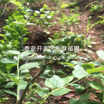 出售齊佩瓦藍莓樹苗多少錢一棵