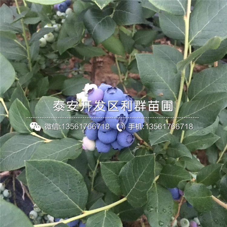 甜粒星蓝莓树苗哪里价格低