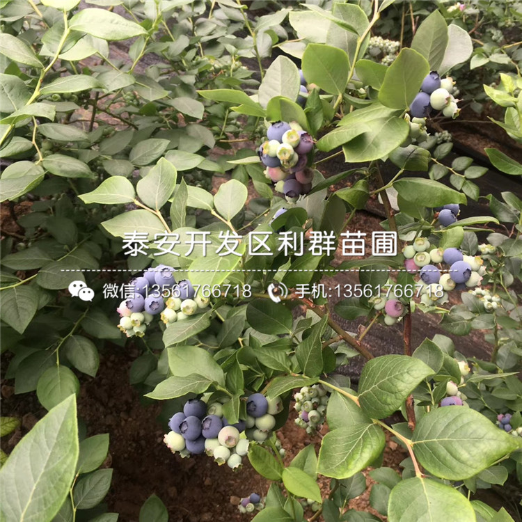 2019年矮化M9T337苹果树苗出售基地