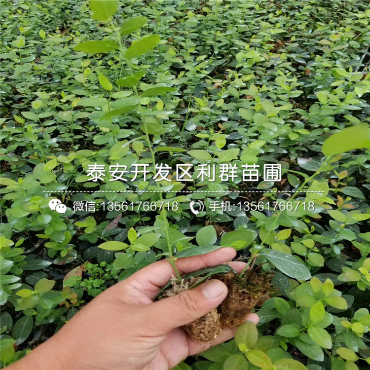 2019年阳光蓝蓝莓树苗、阳光蓝蓝莓树苗价格多少