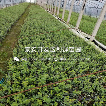 山東紫色波爾多無花果苗、山東紫色波爾多無花果苗新品種