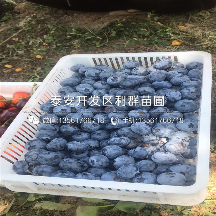 中熟南蓝蓝莓苗价格