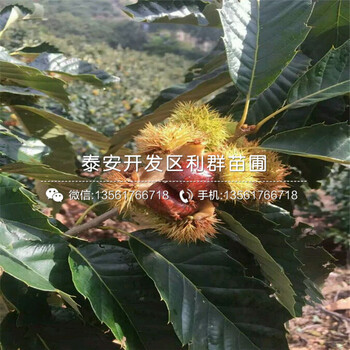 新梨7號(hào)梨樹苗出售、2019年新梨7號(hào)梨樹苗報(bào)價(jià)