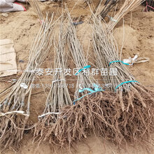 山东大国光苹果苗基地图片