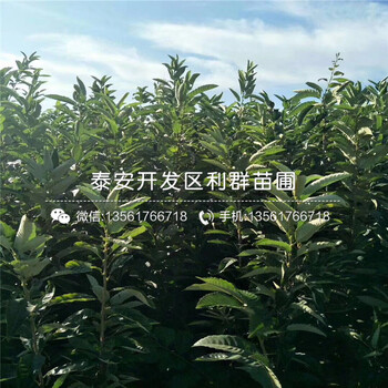 山東紅李子樹苗批發(fā)價格、山東紅李子樹苗批發(fā)基地