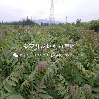 山東紅色之愛蘋果苗新品種、山東紅色之愛蘋果苗價(jià)格多少