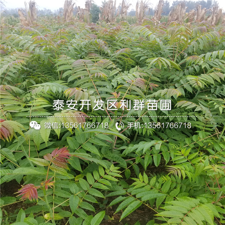 大青皮无花果树苗供应价格、大青皮无花果树苗多少钱一棵