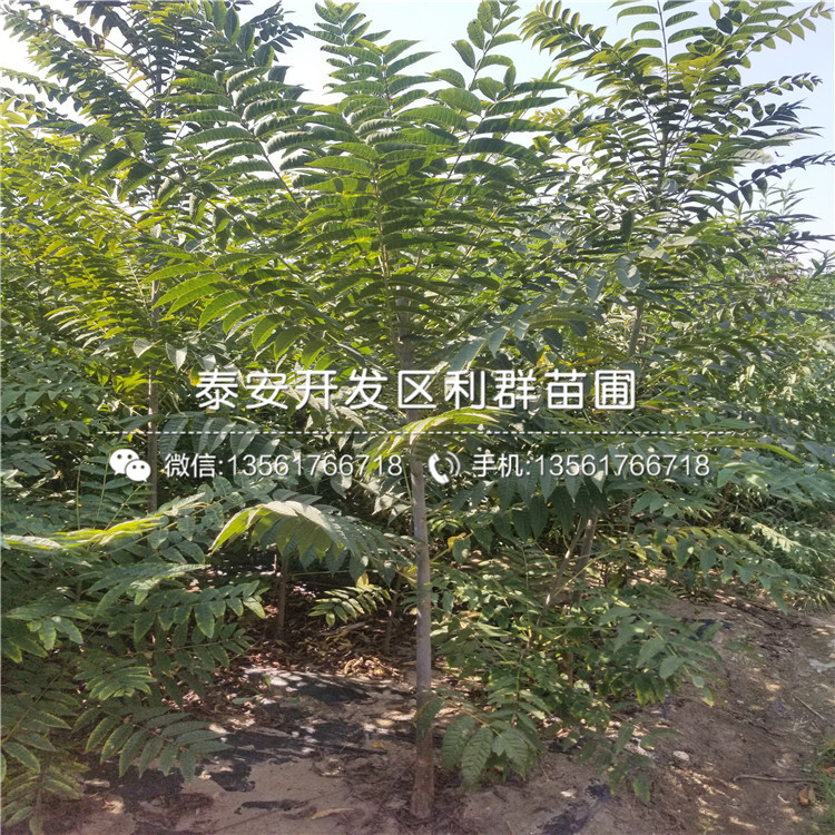 红心苹果苗基地