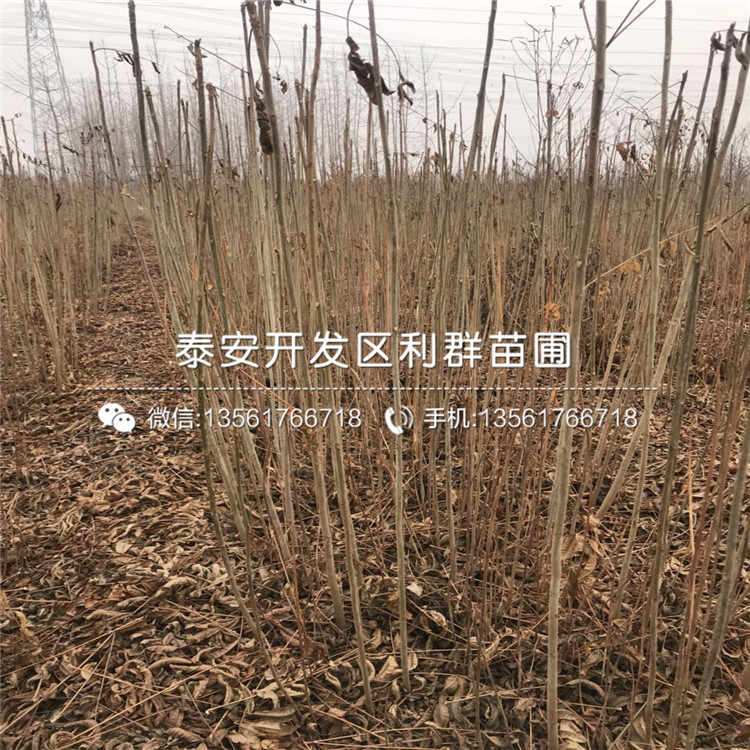 2019年苹果苗哪里有