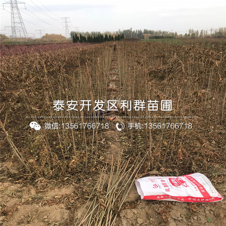 玛斯义陶芬无花果苗批发基地、2019年玛斯义陶芬无花果苗报价