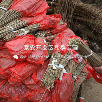 7公分板栗苗哪里有賣、7公分板栗苗價(jià)格是多少