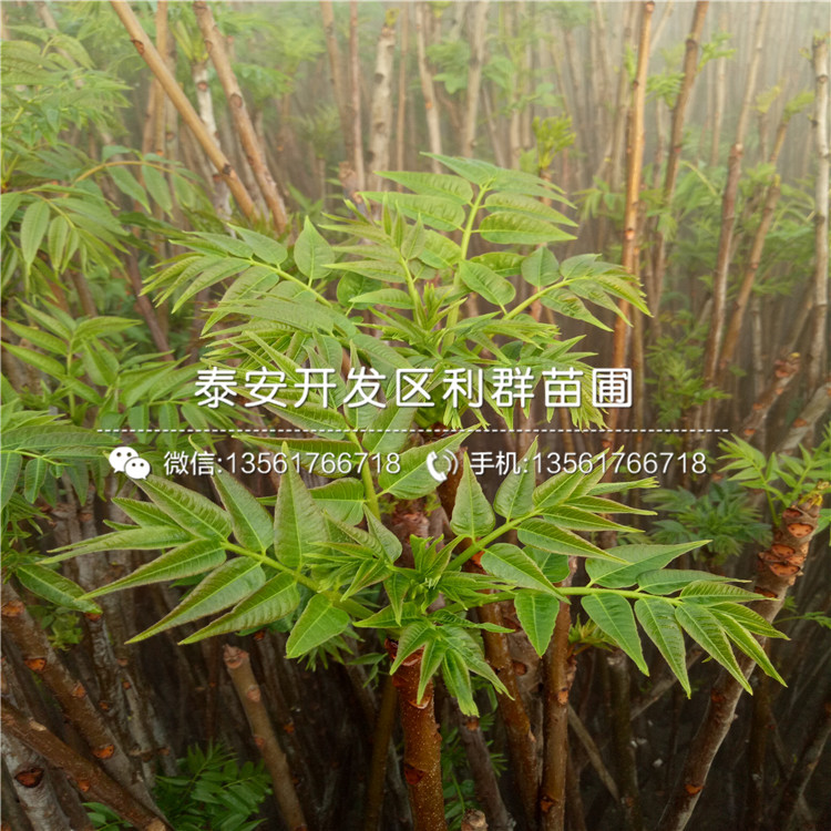 烟富8号苹果苗出售价格是多少