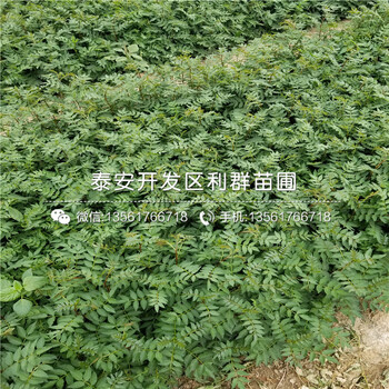 山東無(wú)花果苗價(jià)錢