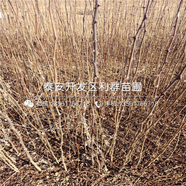 2019年2001苹果苗、2001苹果苗基地