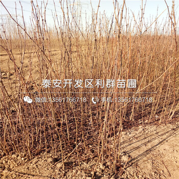 4公分板栗樹苗出售價格、4公分板栗樹苗批發(fā)基地
