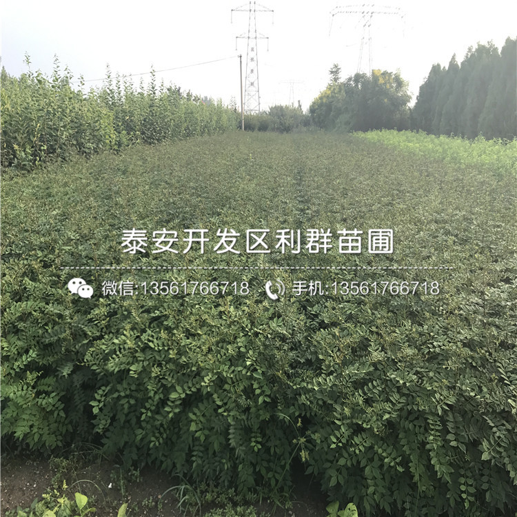 蜜脆苹果树苗批发、蜜脆苹果树苗出售价格