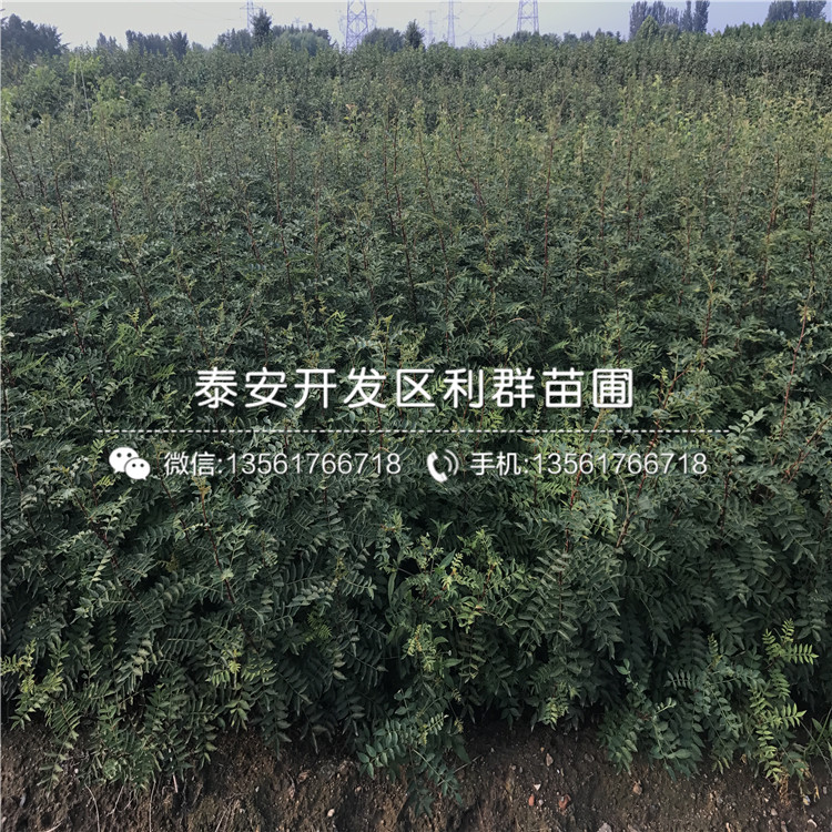 1年生藍(lán)莓樹(shù)苗出售價(jià)格、一棵1年生藍(lán)莓樹(shù)苗多少錢