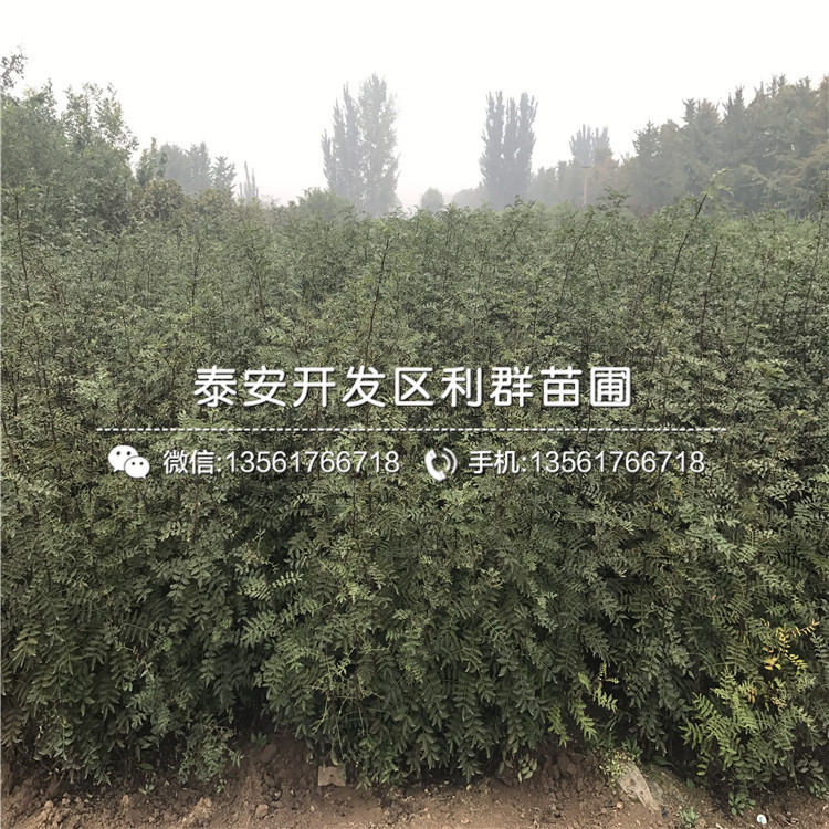 泰安花椒树苗出售、2019年泰安花椒树苗多少钱一棵