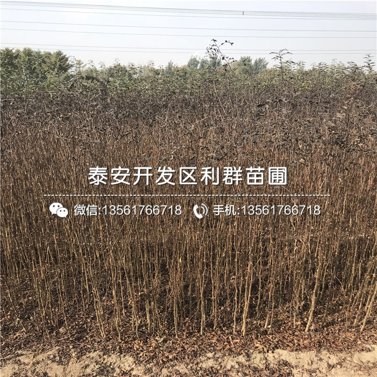 無(wú)花果苗新品種