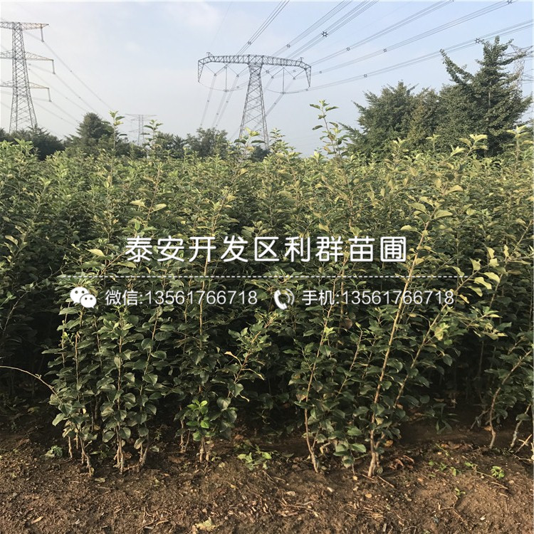 波尔多无花果树苗品种