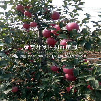 山東全紅梨苗品種、山東全紅梨苗價格多少