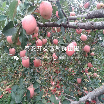 2019年中農(nóng)寒優(yōu)無花果苗、中農(nóng)寒優(yōu)無花果苗出售基地