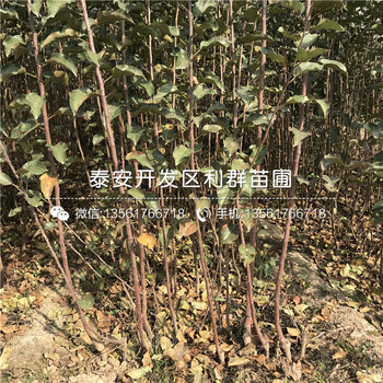 板栗樹苗批發(fā)、板栗樹苗基地