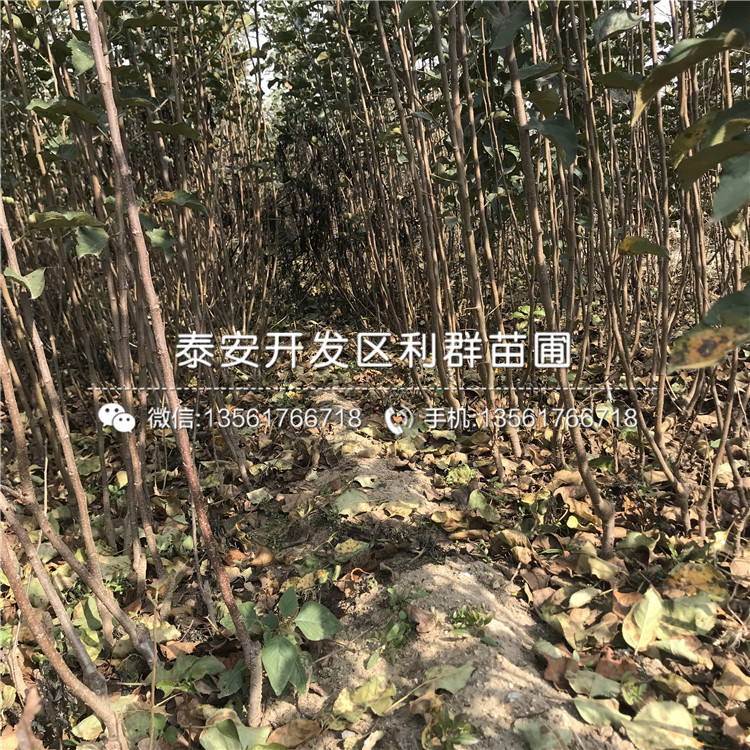 2019年4公分杏苗批发基地