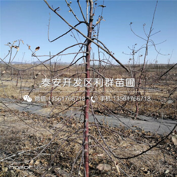 V3藍莓樹苗什么價錢