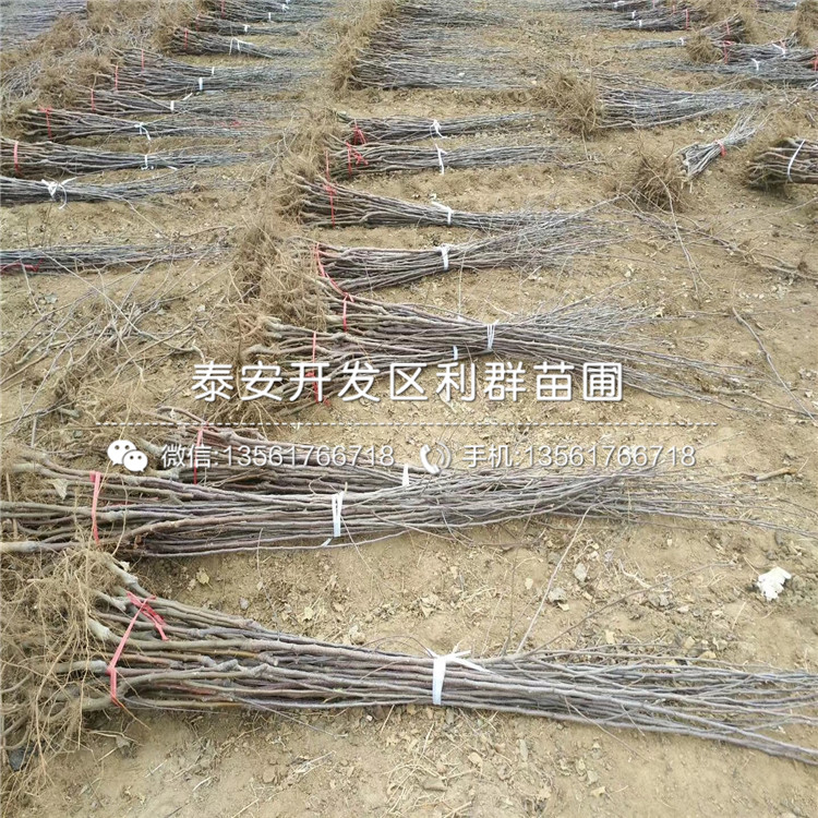 9公分李子苗销售价格、9公分李子苗销售基地