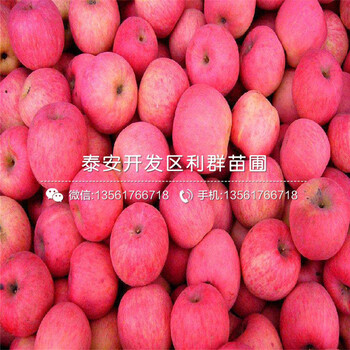 恐龍蛋李子樹苗出售多少錢一棵