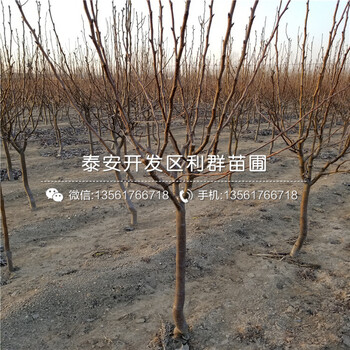 南藍(lán)藍(lán)莓苗批發(fā)、2019年南藍(lán)藍(lán)莓苗價(jià)格