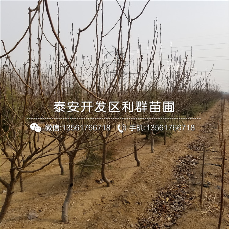 矮化柱状苹果树苗、矮化柱状苹果树苗2019年价格