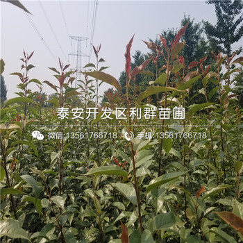 5年藍(lán)莓樹苗價格、2019年5年藍(lán)莓樹苗新品種
