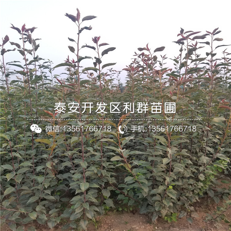 烟富三号苹果树苗一株多少钱