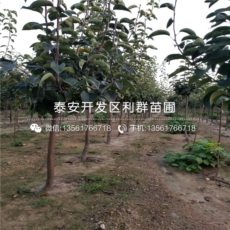 短枝红富士苹果苗出售基地、短枝红富士苹果苗价格多少