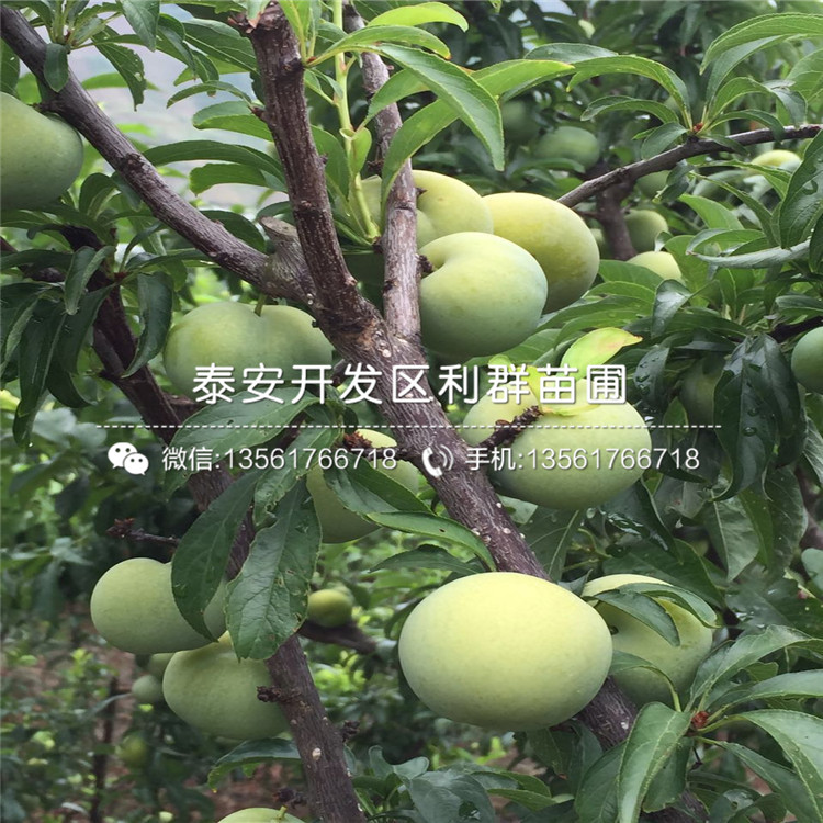 弘前富士苹果树苗多少钱一棵、弘前富士苹果树苗出售价格