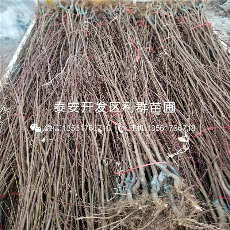 华丽无花果树苗批发价格、华丽无花果树苗批发基地