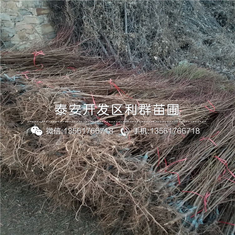 新品种大李特早红李子苗基地