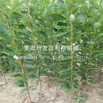 短枝蘋果樹苗哪里有賣、2019年短枝蘋果樹苗多少錢一棵