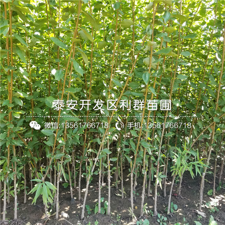 山东七月天仙苹果树苗品种、山东七月天仙苹果树苗价格多少