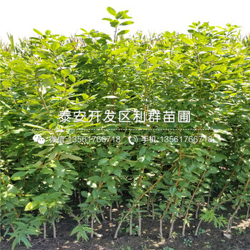 哪里有出售麻花椒樹(shù)苗