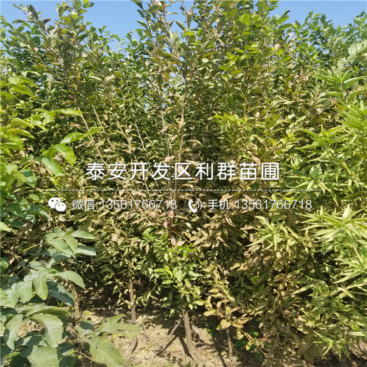 山东新疆早黄无花果苗、山东新疆早黄无花果苗基地