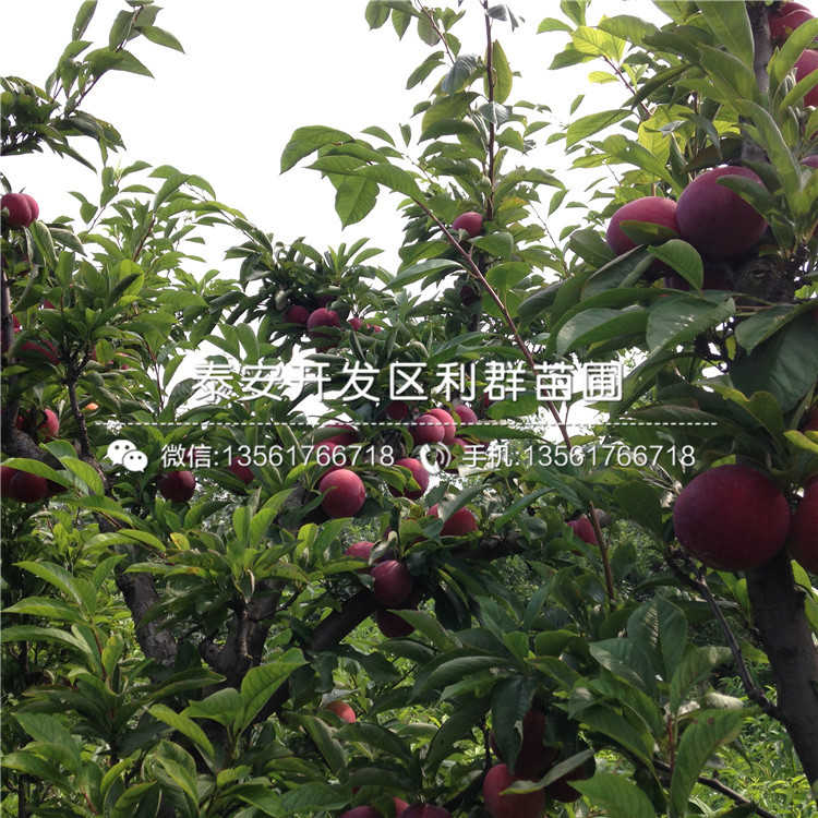 山東黑李子樹(shù)苗多少錢(qián)、山東黑李子樹(shù)苗批發(fā)價(jià)格