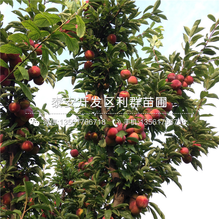 山東金太陽杏樹苗出售價(jià)格多少
