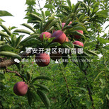 2019年阳光蓝蓝莓树苗、阳光蓝蓝莓树苗价格多少图片5